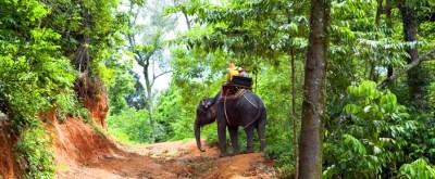 Chiang Mai Elephant Tours by Tucan Travel